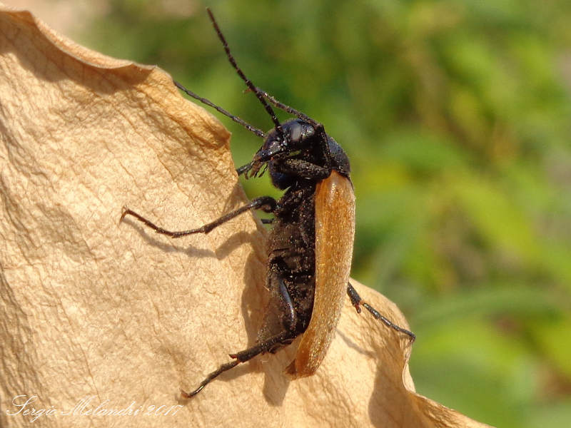 Meloidae - Euzonitis quadrimaculata